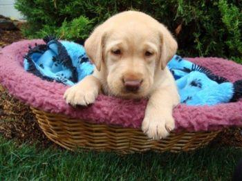 Puppies in PA